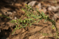 Polygala wightiana